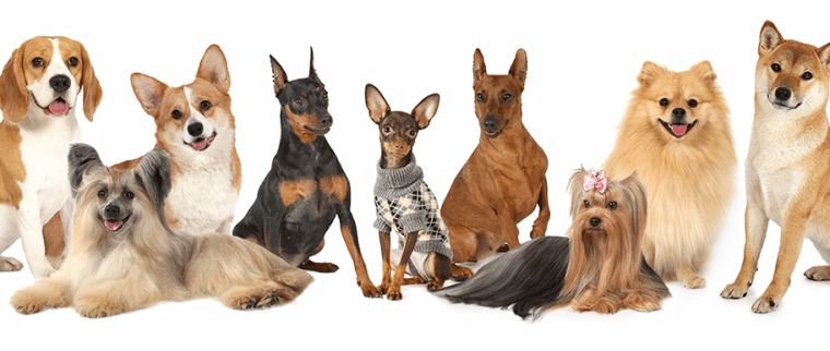 Races de chiens